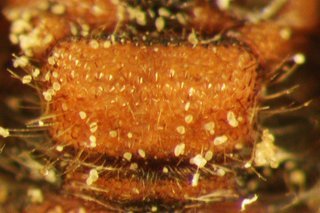Nomada gracilis, female, red scutellum