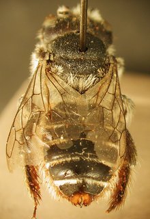 Lithurgus littoralis, female, top