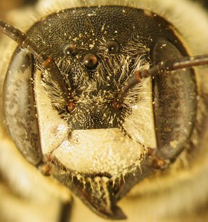 Trachusa zebrata, female, face