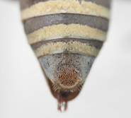 Triepeolus bilineatus, female, ps area