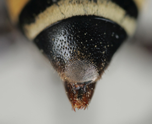 Triepeolus concavus, female, ps area