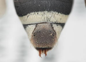 Triepeolus diversipes, female, ps area