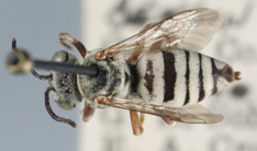 Triepeolus eldoradensis, female, dorsal habitus