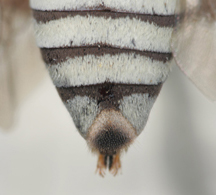Triepeolus eldoradensis, female, ps area