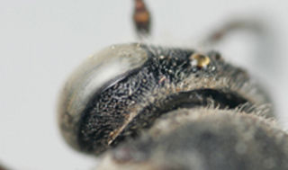 Triepeolus nigrihirtus, female, preoccipital carina