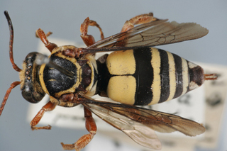 Triepeolus quadrifasciatus, female, dorsal habitus