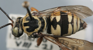 Triepeolus remigatus, female, dorsal habitus