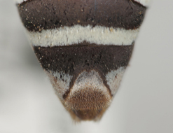 Triepeolus norae, female, ps area