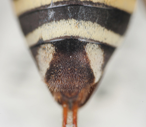 Triepeolus quadrifasciatus, female, ps area
