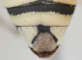 Triepeolus remigatus, female, ps area
