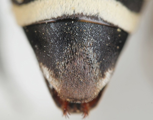 Triepeolus robustus, female, ps area