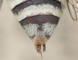 Triepeolus rohweri, female, ps area