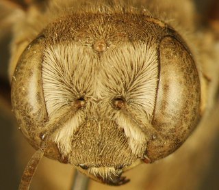 Anthidium psoraleae, female, face