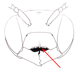 Megachile exilis, female, clypeus