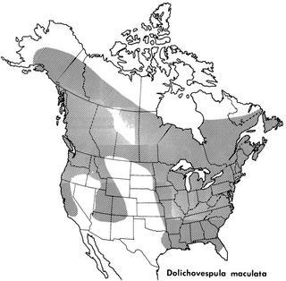 Dolichovespula maculata, distribution
