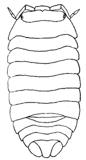 Armadillidium nasatum, dorsal