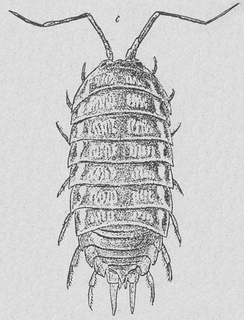 Cylisticus convexus, male, dorsal