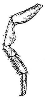 Cylisticus convexus, seventh, leg