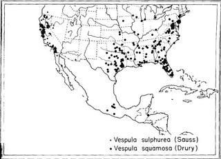 Vespula squamosa, sulphurea, distribution