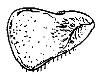 Cylisticus convexus, male, second, pleopod