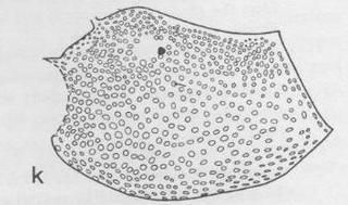 Ceratina dallatorreana, female, mesopleura
