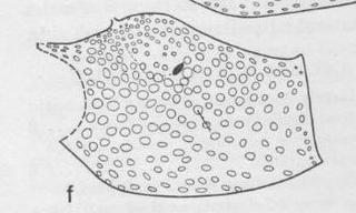 Ceratina neomexicana, female, mesopleura
