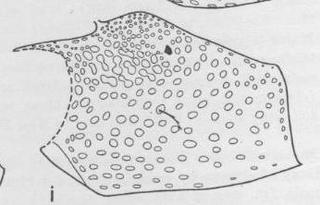 Ceratina sequoiae, female, mesopleura