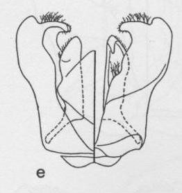 Ceratina timberlakei, dorsalandventralgenitalia