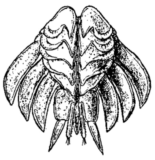 Oniscus asellus, abdomen, ventral