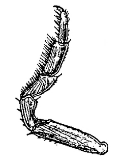 Oniscus asellus, first, leg