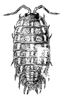 Trachelipus rathkii, female, dorsal