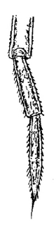 Trachelipus rathkii, flagella