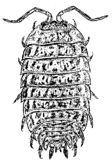 Trachelipus rathkii, male, dorsal