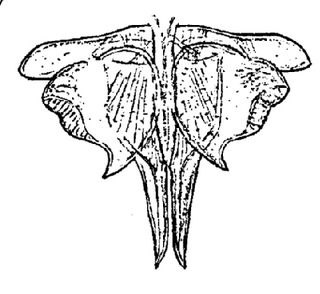 Trachelipus rathkii, male, first, pleopod