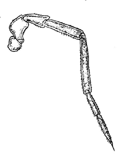 Trachelipus rathkii, second, antenna
