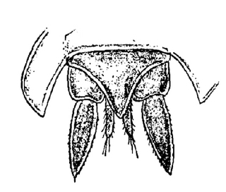 Trachelipus rathkii, uropods
