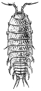 Trichoniscus pusillus, dorsal