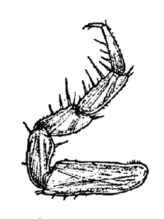 Trichoniscus pusillus, first, leg