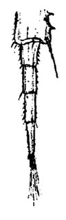 Trichoniscus pusillus, flagella