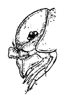 Trichoniscus pusillus, head, lateral