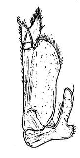 Trichoniscus pusillus, maxilliped