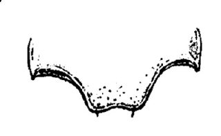 Trichoniscus pusillus, outline, terminal, segment