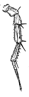 Trichoniscus pusillus, second, antenna