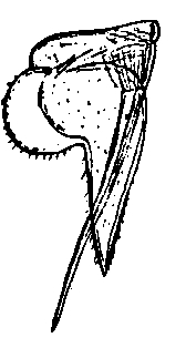 Oniscus asellus, male, second, pleopod