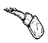 Trachelipus rathkii, first, antenna