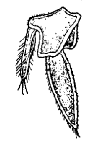 Trachelipus rathkii, uropod