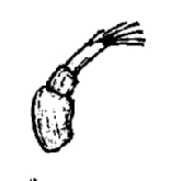 Trichoniscus pusillus, first, antenna
