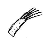 Trichoniscus pusillus, first, antenna, tip
