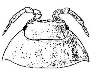 Armadillidium vulgare, head, dorsal