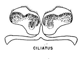 Colletes ciliatus, sternum 7